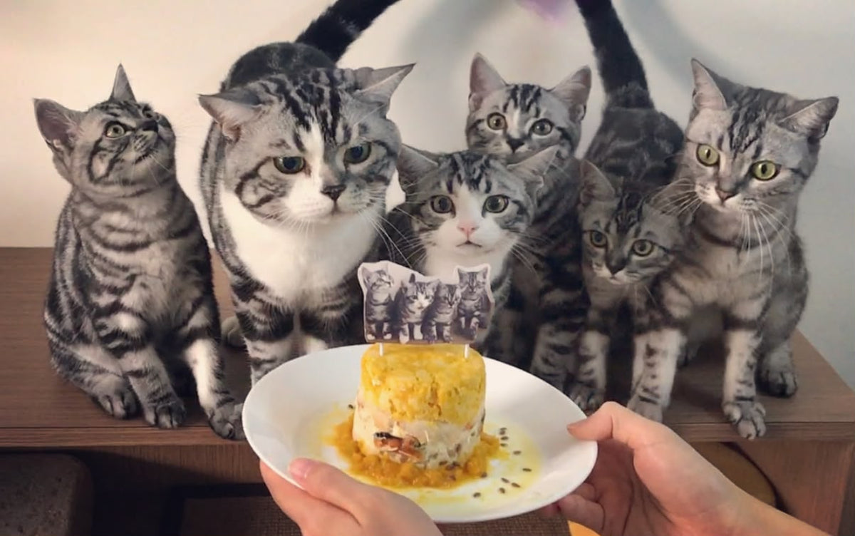 Our real cats at home, the inspiration behind Momoto tofu cat litter and MOMO CARE urinary pH awareness.